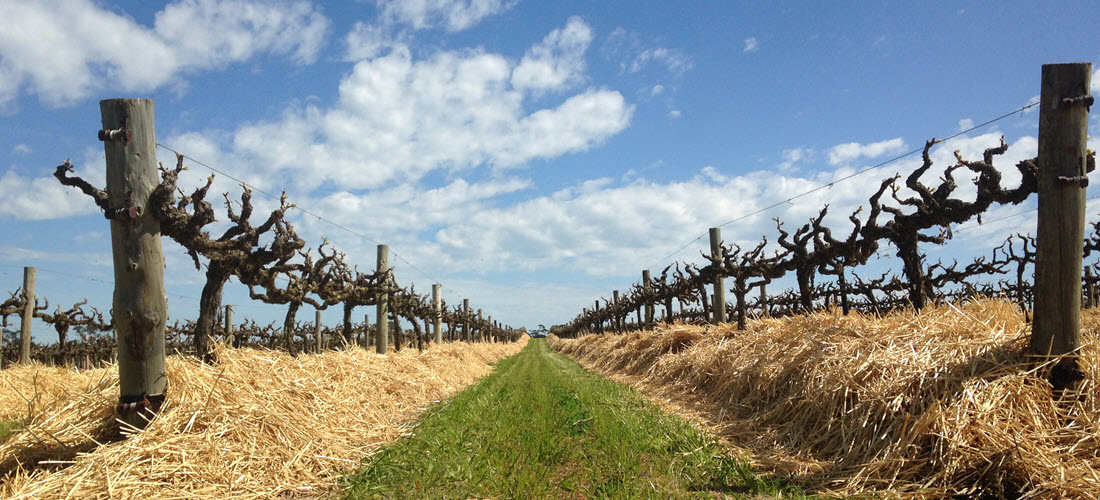 Paulmara vineyard